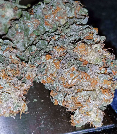 Goldmine fem семена конопли