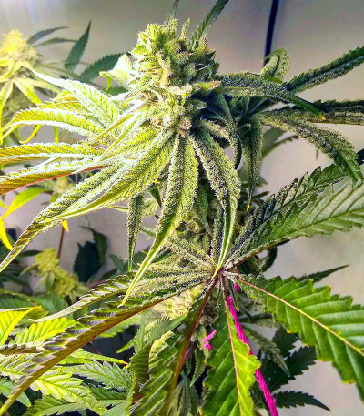 Gorilla fem (00 Seeds) семена конопли