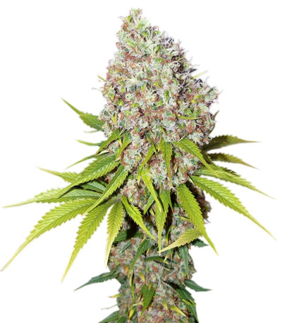 Ice fem (Nirvana Seeds) семена конопли