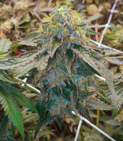 La Bomba fem (Compound Genetics) семена конопли