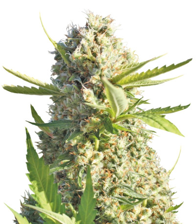 Little Cheese Auto fem семена конопли