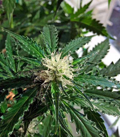 Northen Light X Skunk fem (World of Seeds) семена конопли