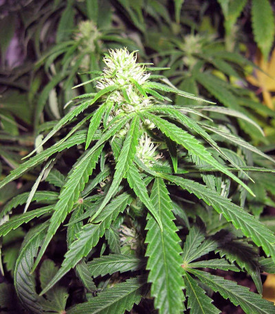 Сорт каннабиса Pineapple Chunk