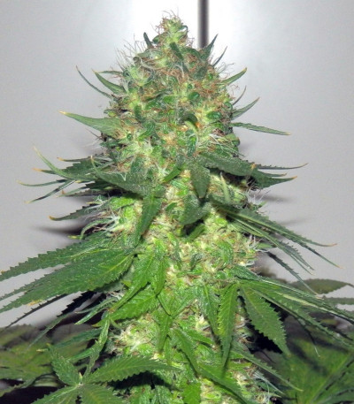 Power Flower fem (Royal Queen Seeds) семена конопли