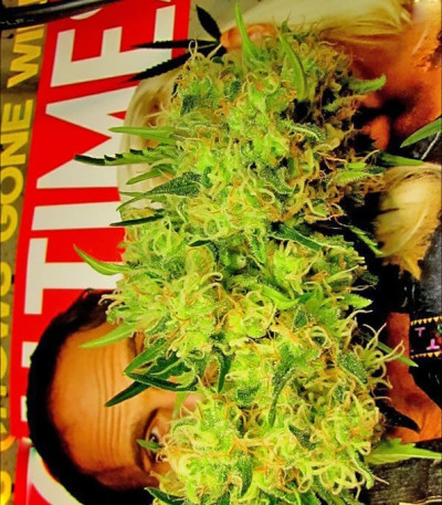 Red Leicester Tease fem (Dr. Krippling Seeds) семена конопли