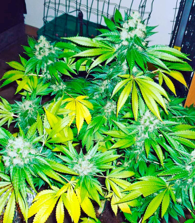 Sapphire OG fem (Humboldt Seed Organization) семена конопли