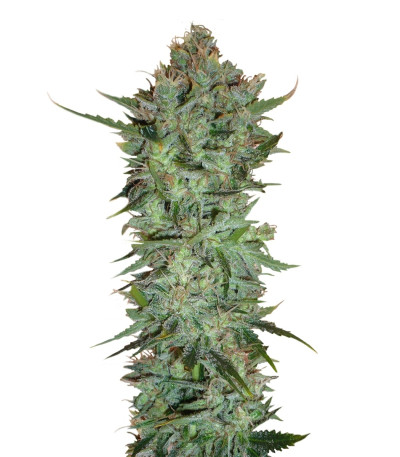 Skunk #1 reg (Sensi Seeds) семена конопли