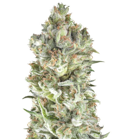 Super Cheese fem (Trikoma Seeds) семена конопли