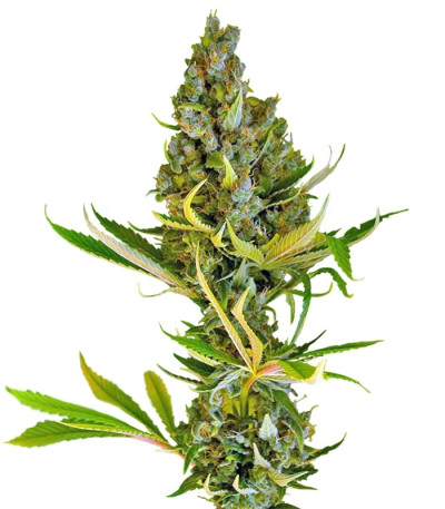 Sweet Cheese F1 Fast Version fem (Sweet Seeds) семена конопли