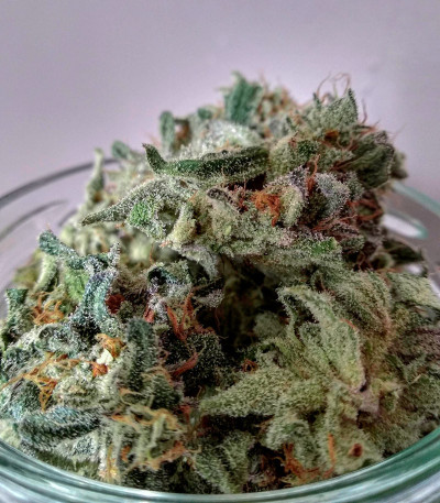 The New fem (Humboldt Seeds) семена конопли