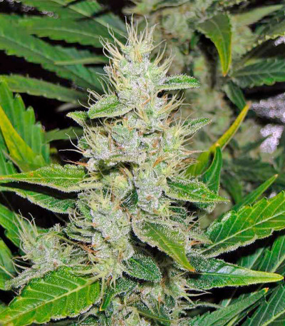 White Russian fem (Serious Seeds) семена конопли