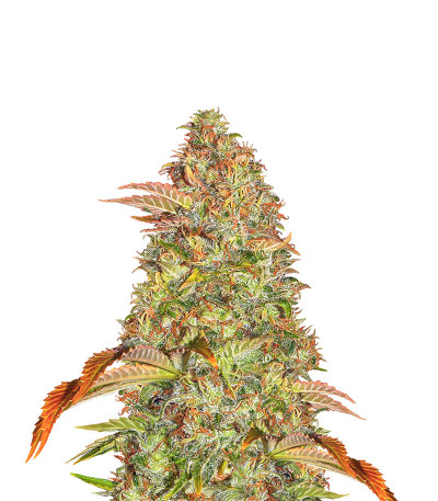 Zkittlez Auto fem (Cali Buds Seeds) семена конопли