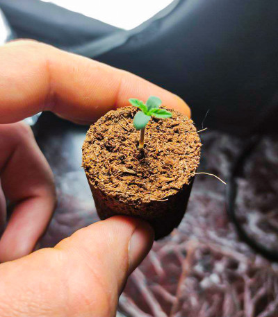 Apollo F1 Auto fem (RQS) семена конопли