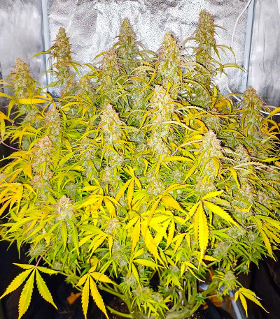 Black Herer Autoflower fem (Easy Grow Seeds) семена конопли