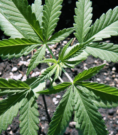 Gorilla Zkittlez fem (Barney's Farm) семена конопли