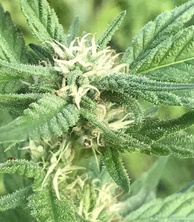 Canadian Kush 2.0 fem семена конопли