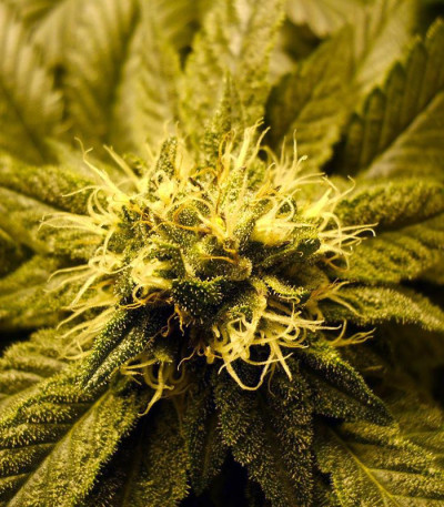 8 Ball Kush fem семена конопли