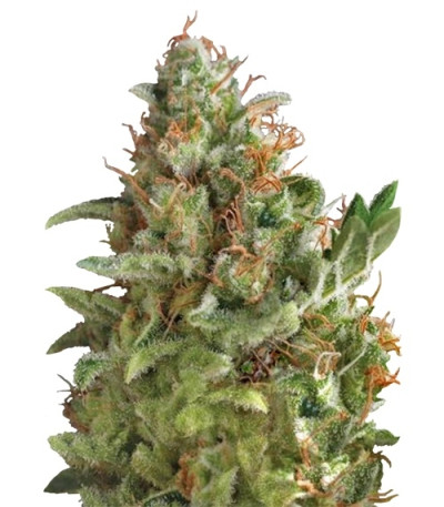 American Pie fem (Pyramid Seeds) семена конопли