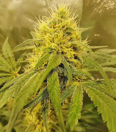 Big Bud fem (Vision Seeds) семена конопли