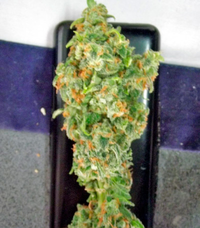 Семена марихуаны Blue Hash