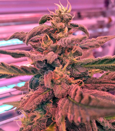 Семена конопли Blue Kush Autoflowering 