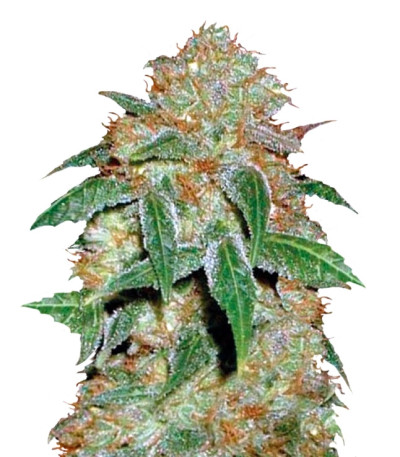 Dark Domina fem (Bulk Seed Bank) семена конопли