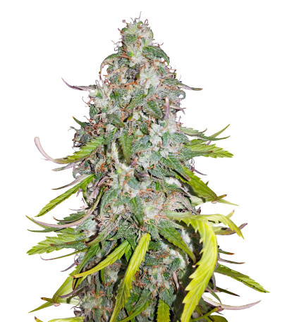 Dolly Kush fem (Dr. Krippling Seeds) семена конопли