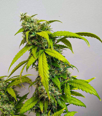 Lemon AK Auto fem (FastBuds) семена конопли