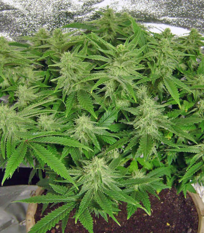 Nebula fem (Paradise Seeds) семена конопли