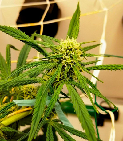 Ninja Zkittles fem семена конопли