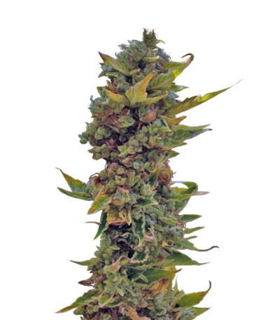 Auto Northern Delights fem (VIP seeds) семена конопли