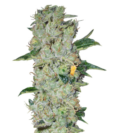 Northern Lights reg (Nirvana Seeds) семена конопли
