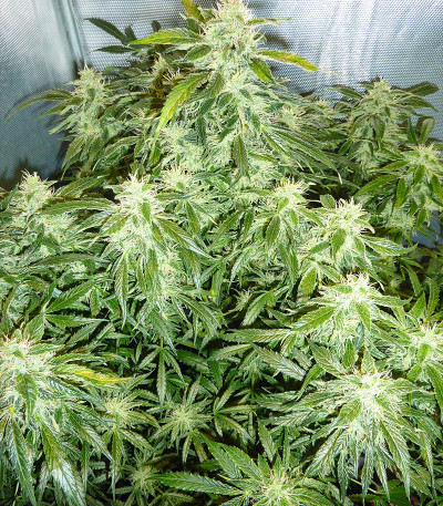 Original Auto Critical fem (FastBuds) семена конопли