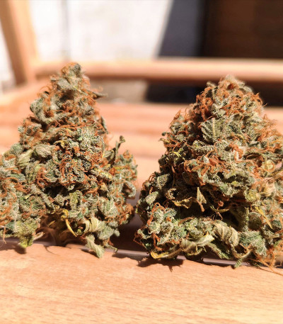 Original Auto OG Kush fem (FastBuds) семена конопли