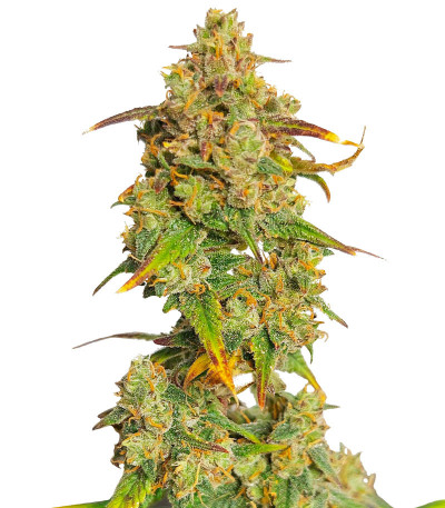 Original Glue Auto fem (Nirvana Seeds) семена конопли