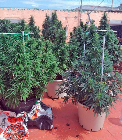 White Russian reg (Serious Seeds) семена конопли