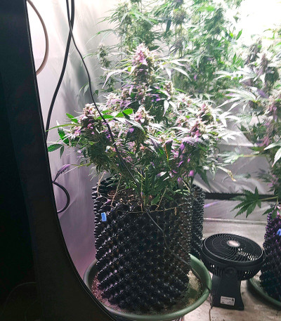 Сорт конопли King’s Kush Auto