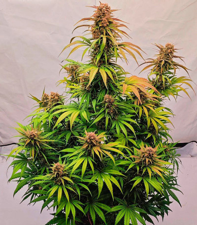 Lemon Cherry Cookies Auto fem (FastBuds) семена конопли