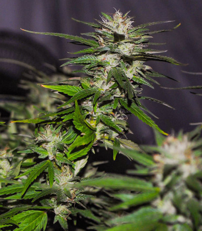 Lord Kush Early Version fem (Delicious Seeds) семена конопли