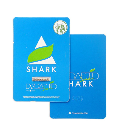 Shark fem (Pyramid Seeds) семена конопли