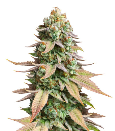 #9 Pound Hammer Fast fem (High Speed ​​Buds) семена конопли