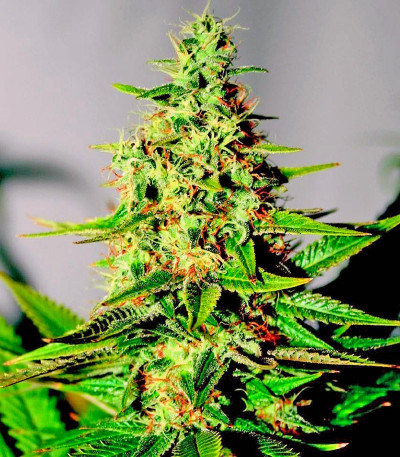 Сорт марихуаны Acapulco Gold