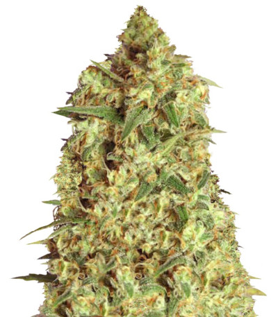 Afghan Cow fem (Dr. Krippling Seeds) семена конопли