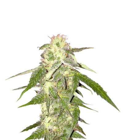 Amnesia Vip fem (VIP seeds) семена конопли