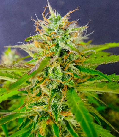 Auto Banana Cookies fem (Advanced Seeds) семена конопли