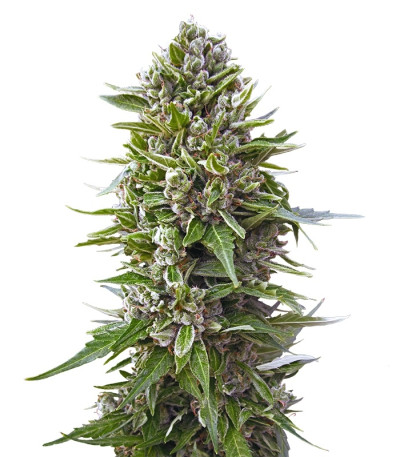 Auto Northern Lights fem (00 Seeds) семена конопли
