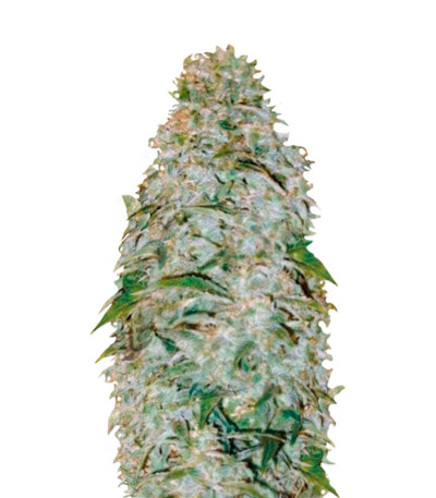 Auto AK-77V fem (Victory Seeds) семена конопли