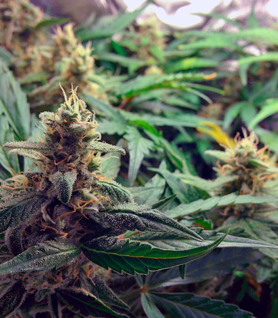 Blue Mystic Automatic (Blueberry Auto) fem (Nirvana Seeds) семена конопли