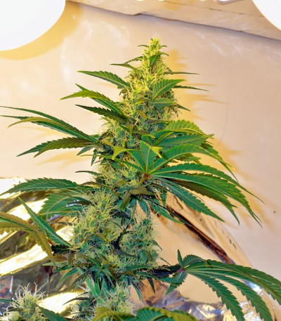 BCN Diesel Max Auto fem семена конопли