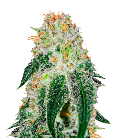 Black Russian fem (Delicious Seeds) семена конопли